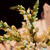 Wedding Planner Tampa
